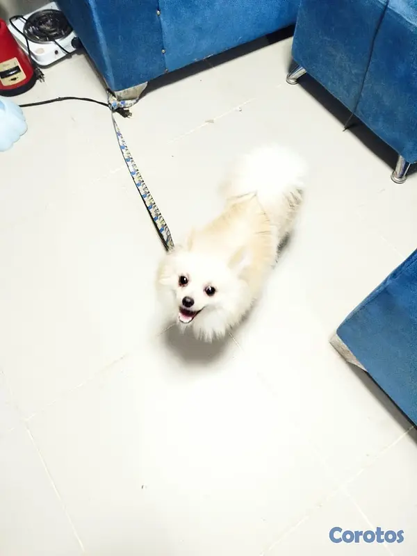 animales y mascotas - Pomerania  3