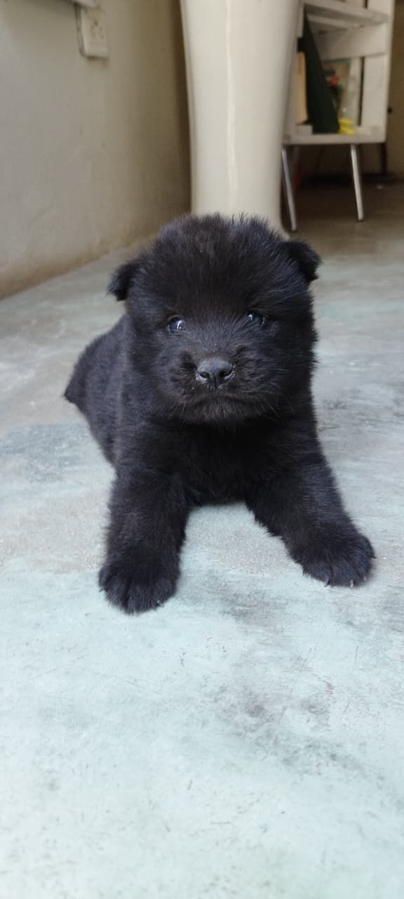 animales y mascotas - Chow Chow hembra 0