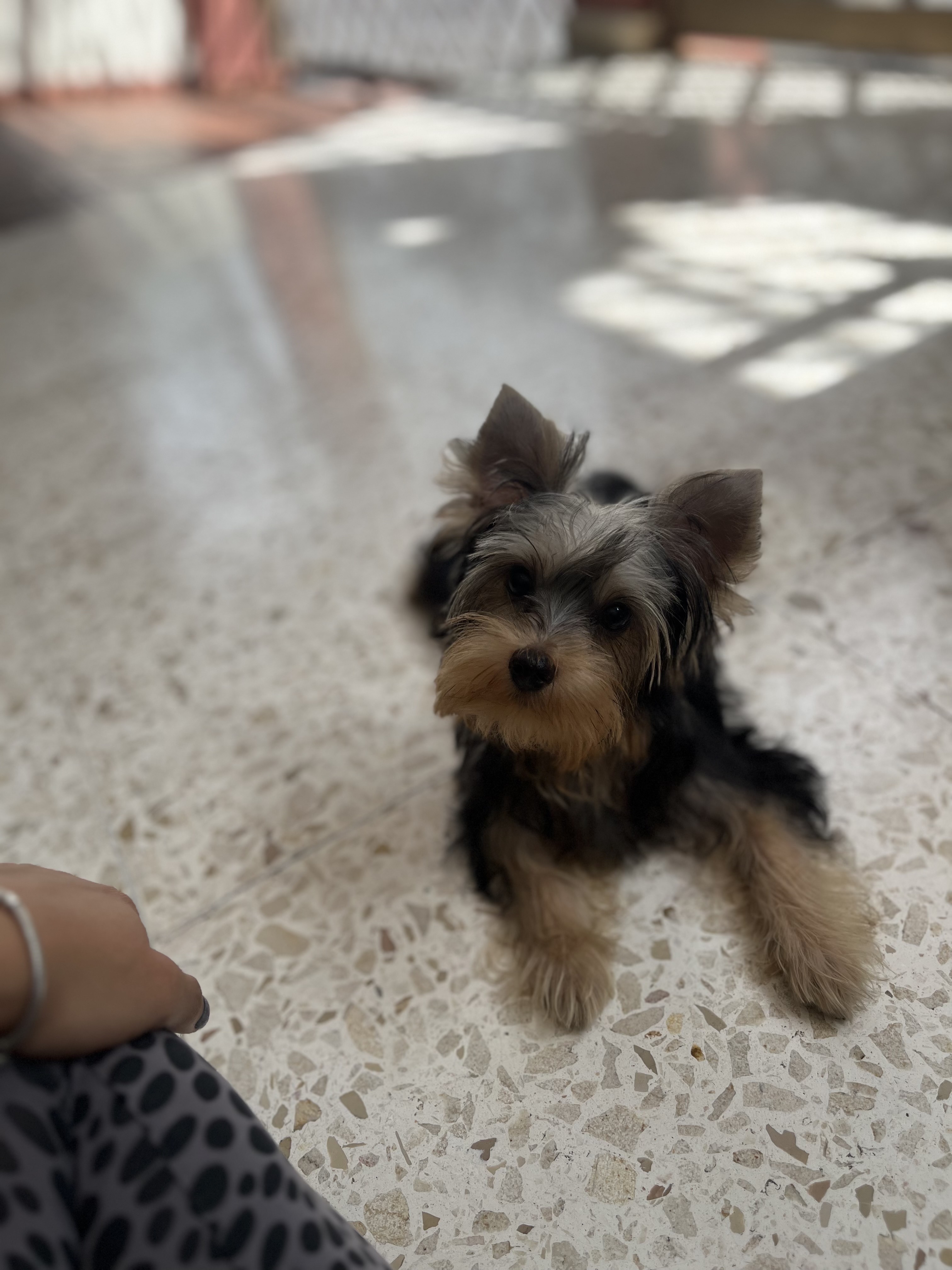 animales y mascotas - yorkie 7