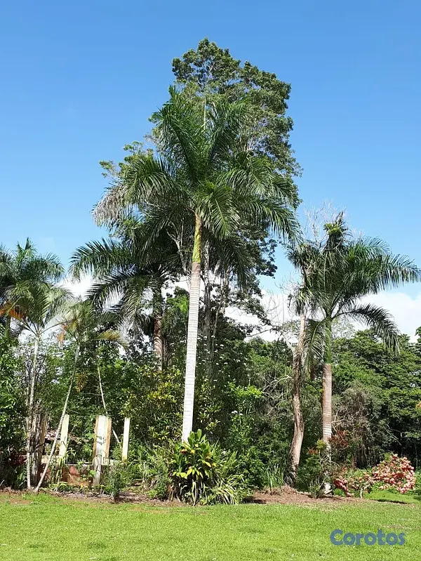 solares y terrenos -  finca con su titulo, terreno cun muchos arboles frutales  4