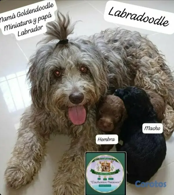 animales y mascotas - Labradoodle,Goldendoodle,Poodle,Golden Retriever,Labrador, Doodle de oportunidad 3