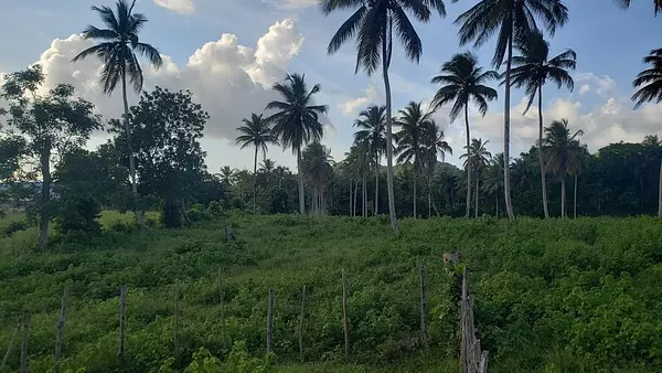 solares y terrenos - Solar en venta en Sanchez - Samana 4