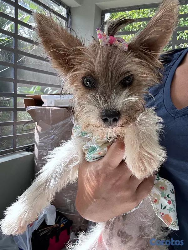 animales y mascotas - Yorkie biewer hembra  3