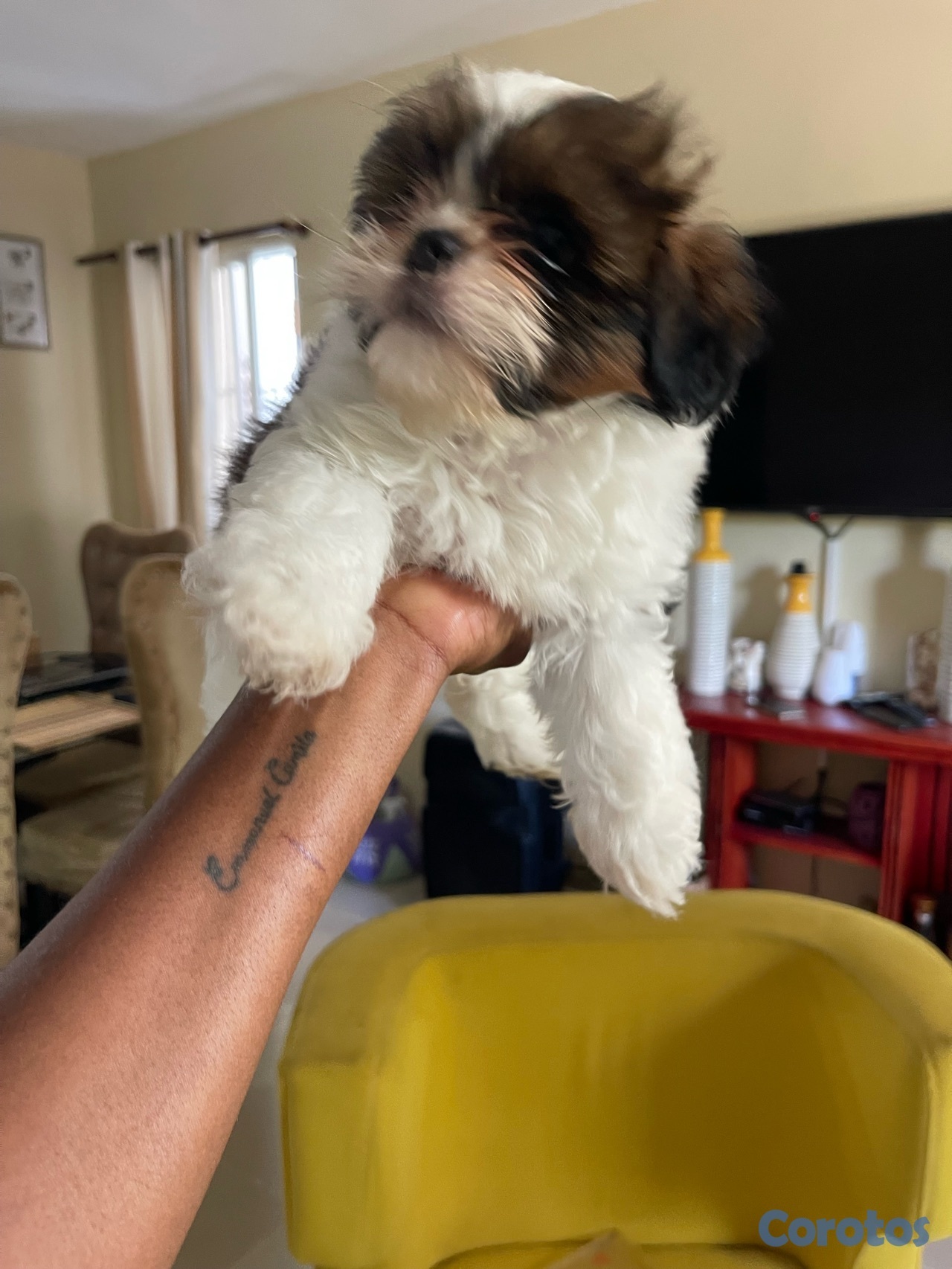 animales y mascotas - Shitzu hembras solo dos disponible 20,000 negociable 4