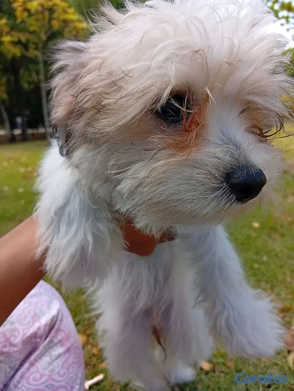 animales y mascotas - SHIPOO HEMBRA 2