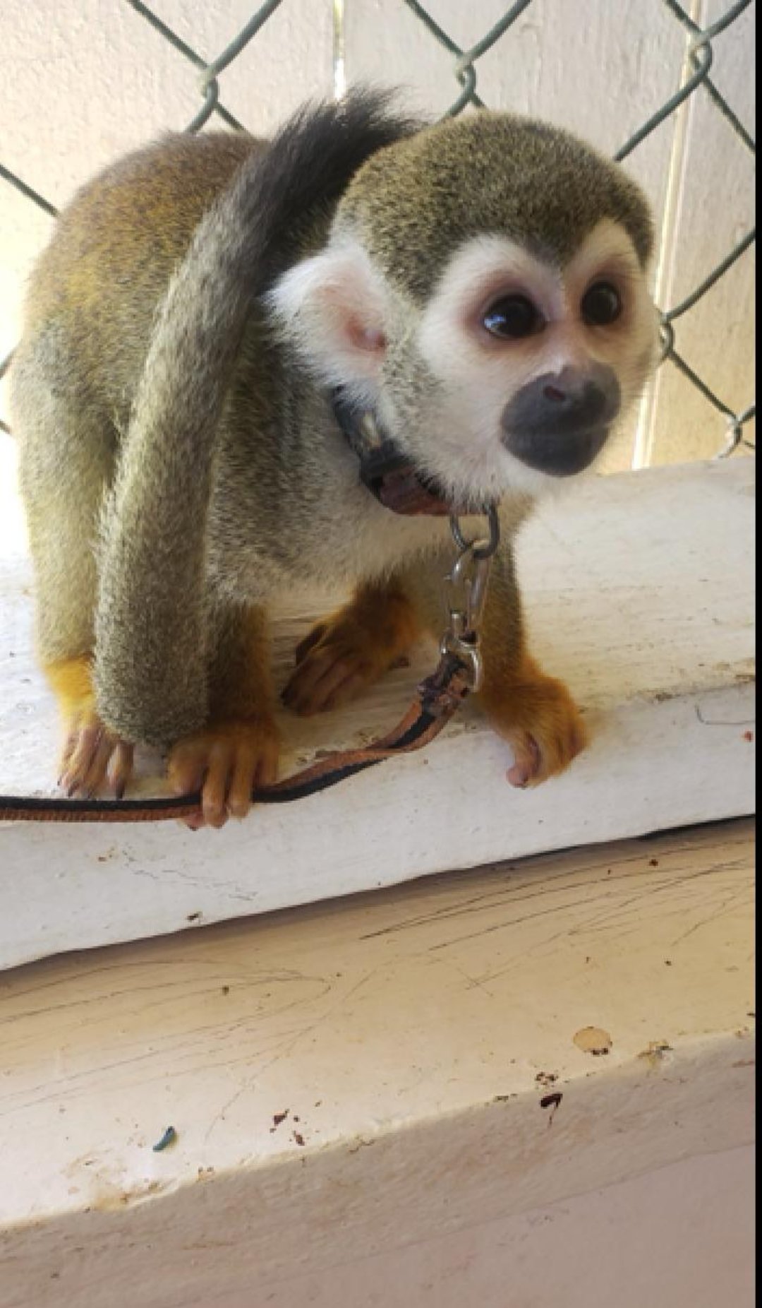 animales y mascotas - Mono ardilla manso