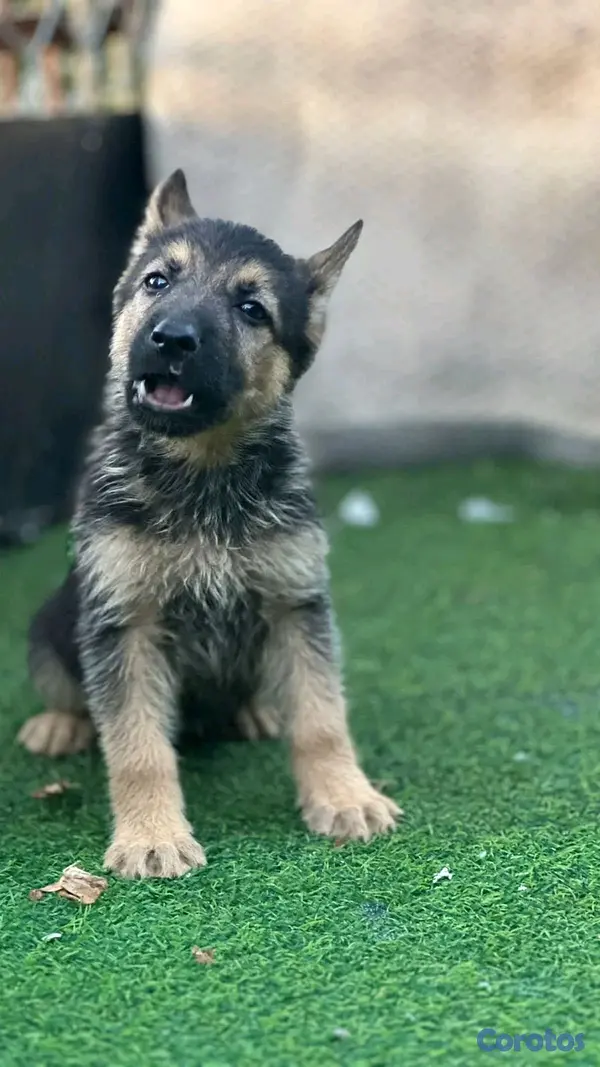animales y mascotas - hermosos Cachorros pastor alemán  3