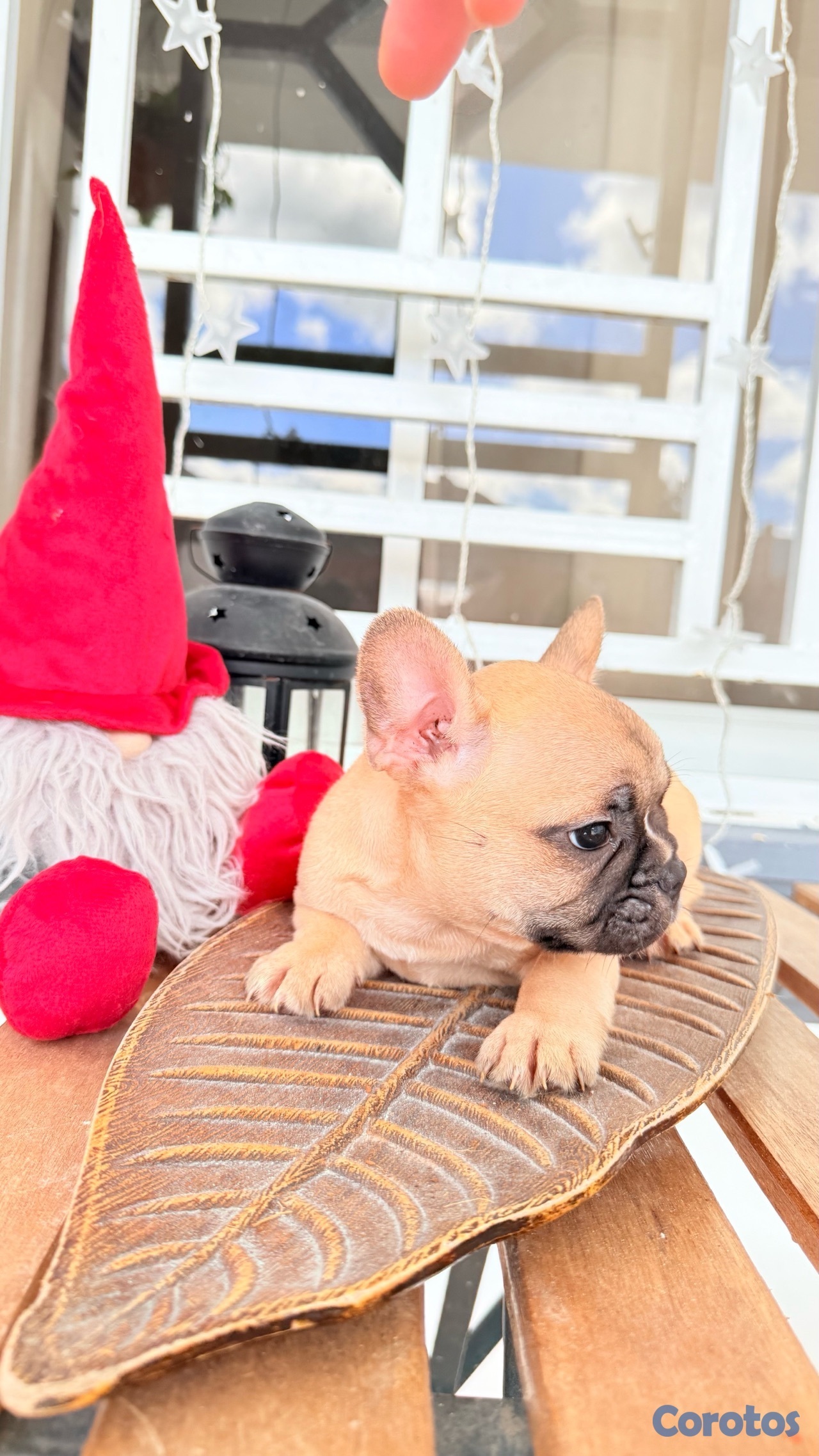 animales y mascotas - Bulldog Francés  8