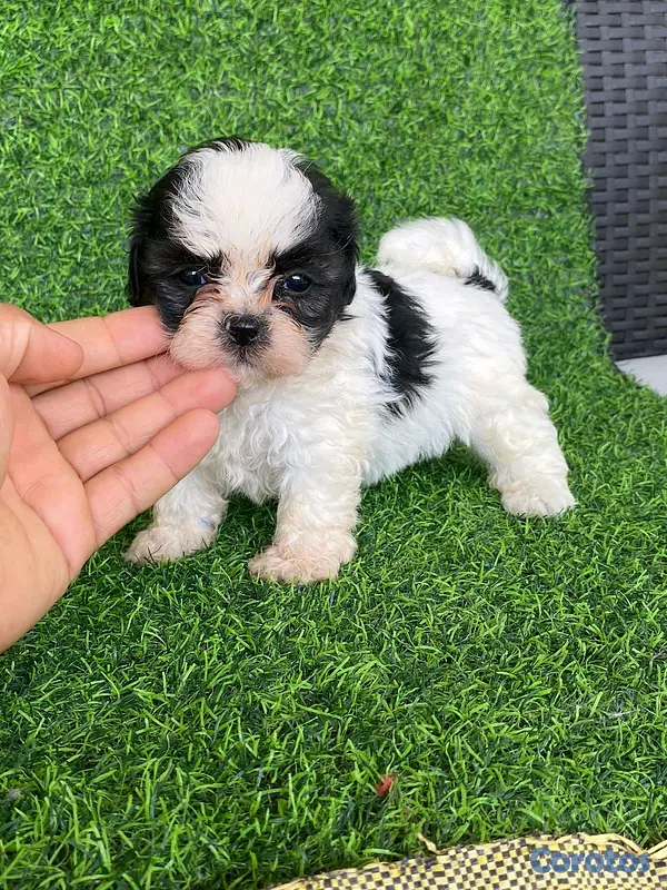 animales y mascotas - hermosos cachorritos de shipoo toy  2