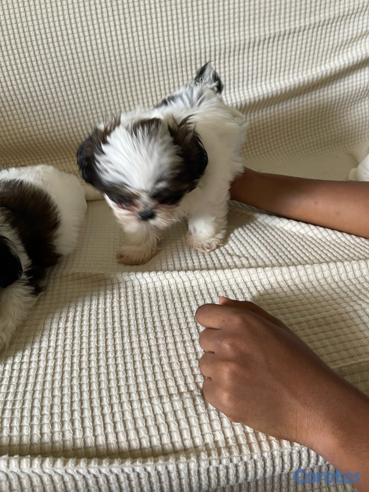 animales y mascotas - Shitzu hembras solo dos disponible 20,000 negociable 5