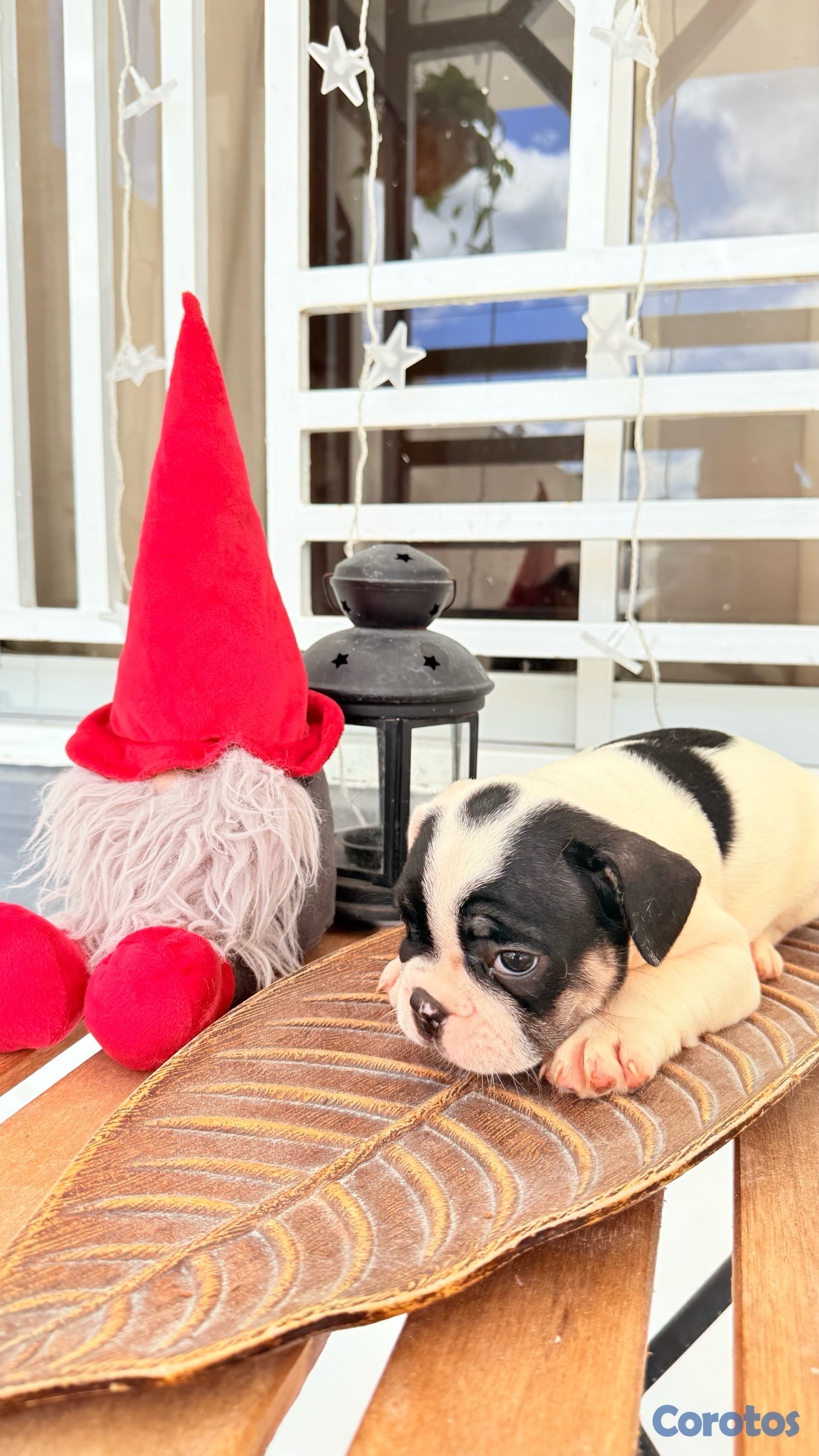 animales y mascotas - Bulldog Francés  9