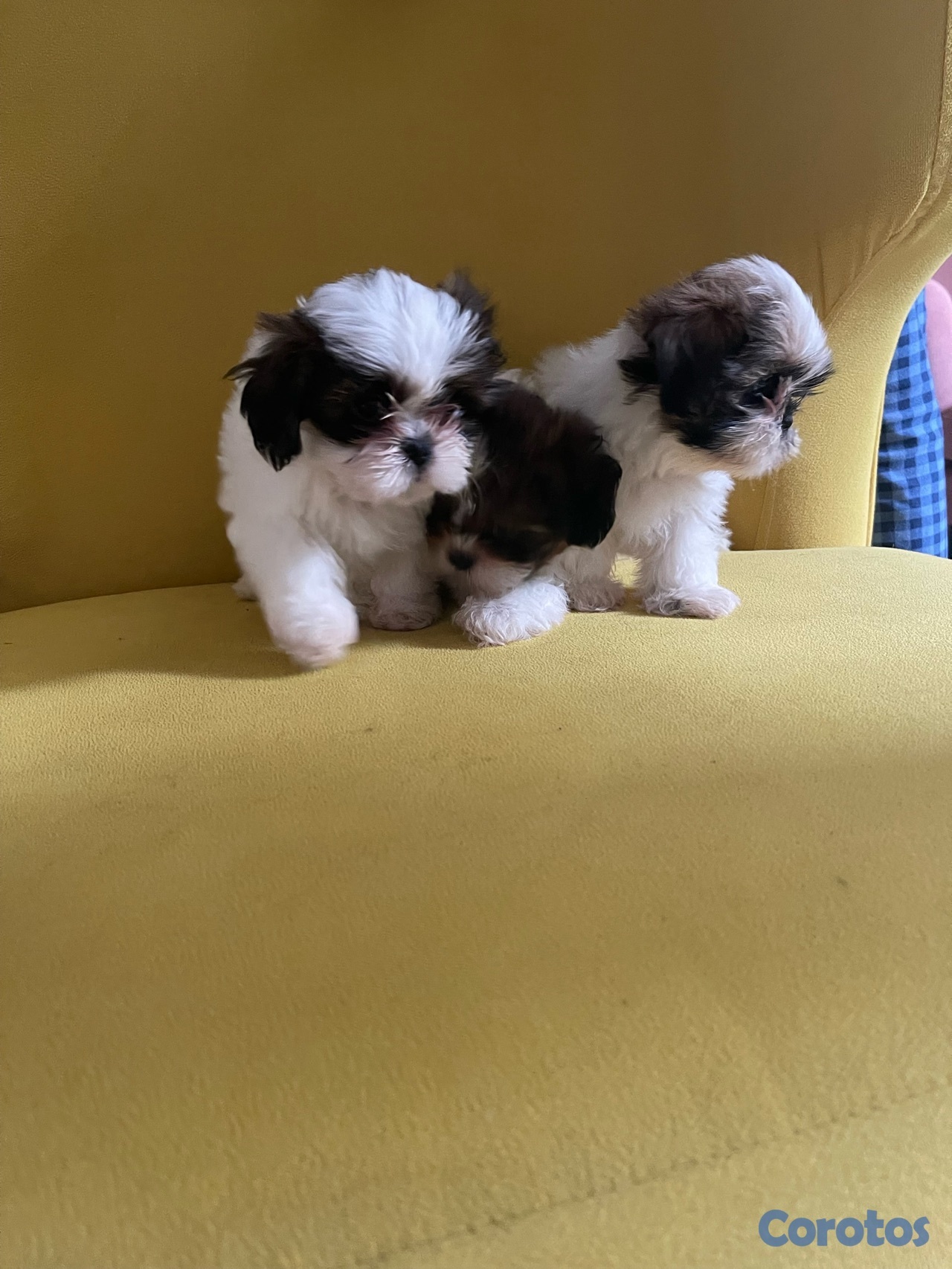 animales y mascotas - Shitzu hembras solo dos disponible 20,000 negociable 6