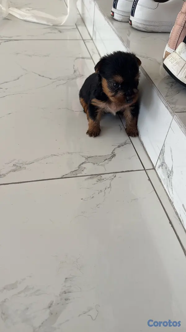 animales y mascotas - Perrita Yorkie 1mes
