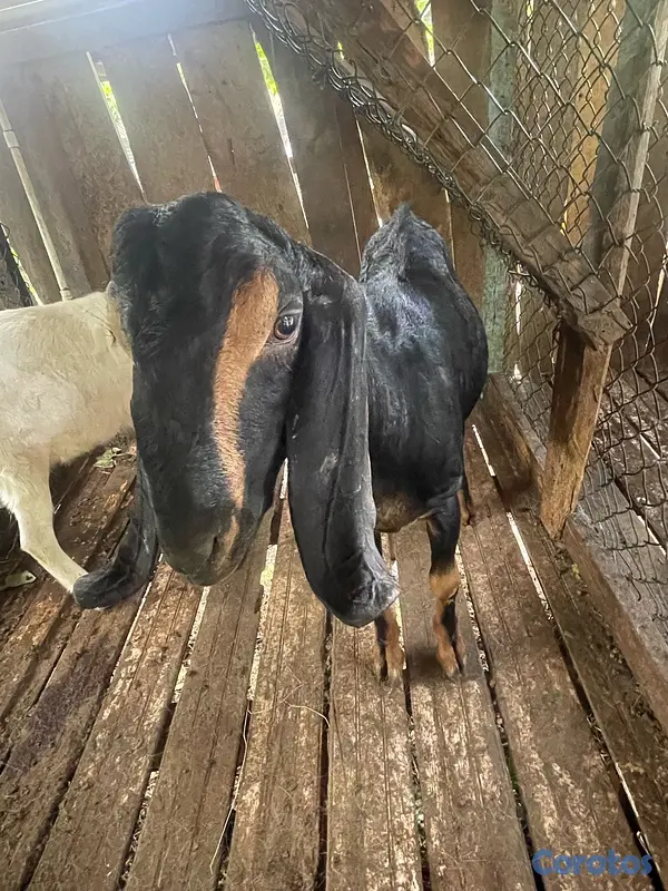 animales y mascotas - se venden pareja de chivos  3