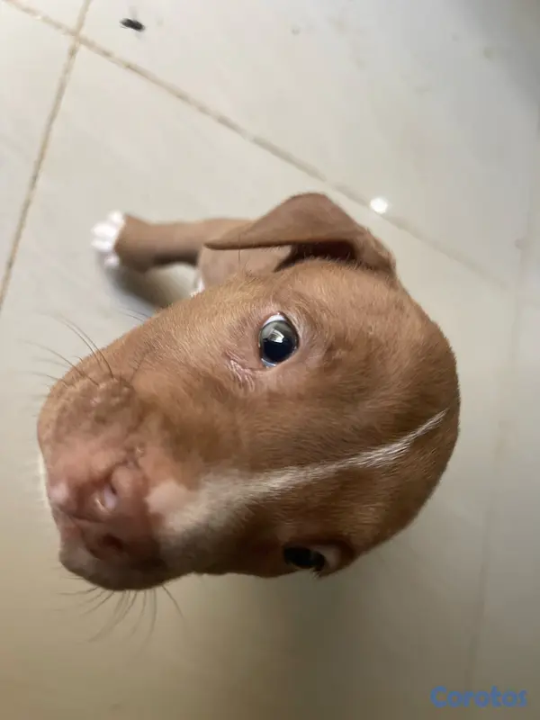 animales y mascotas - Pitbull blue fans 7