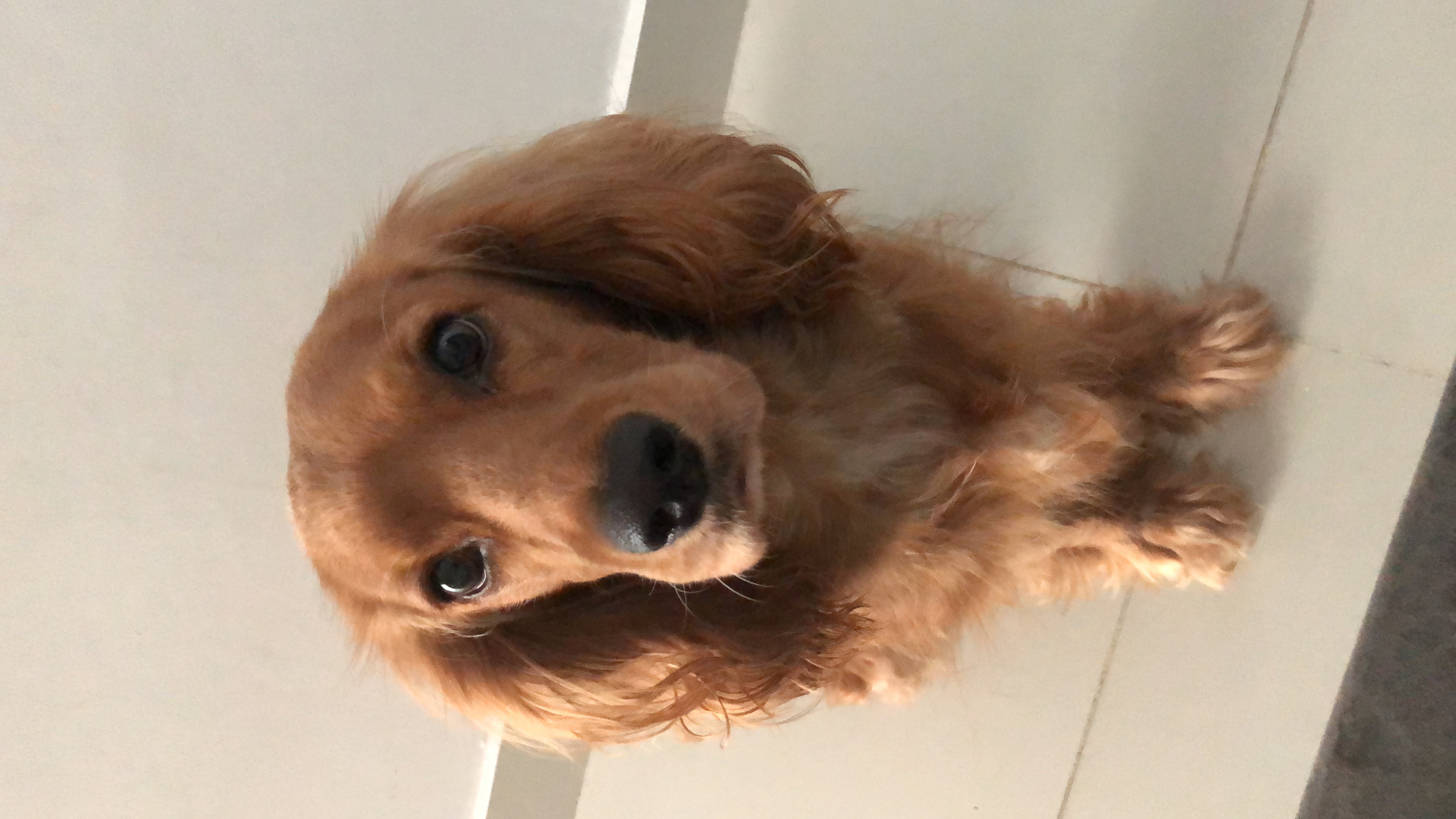 animales y mascotas - Cocker Spaniel en adopción