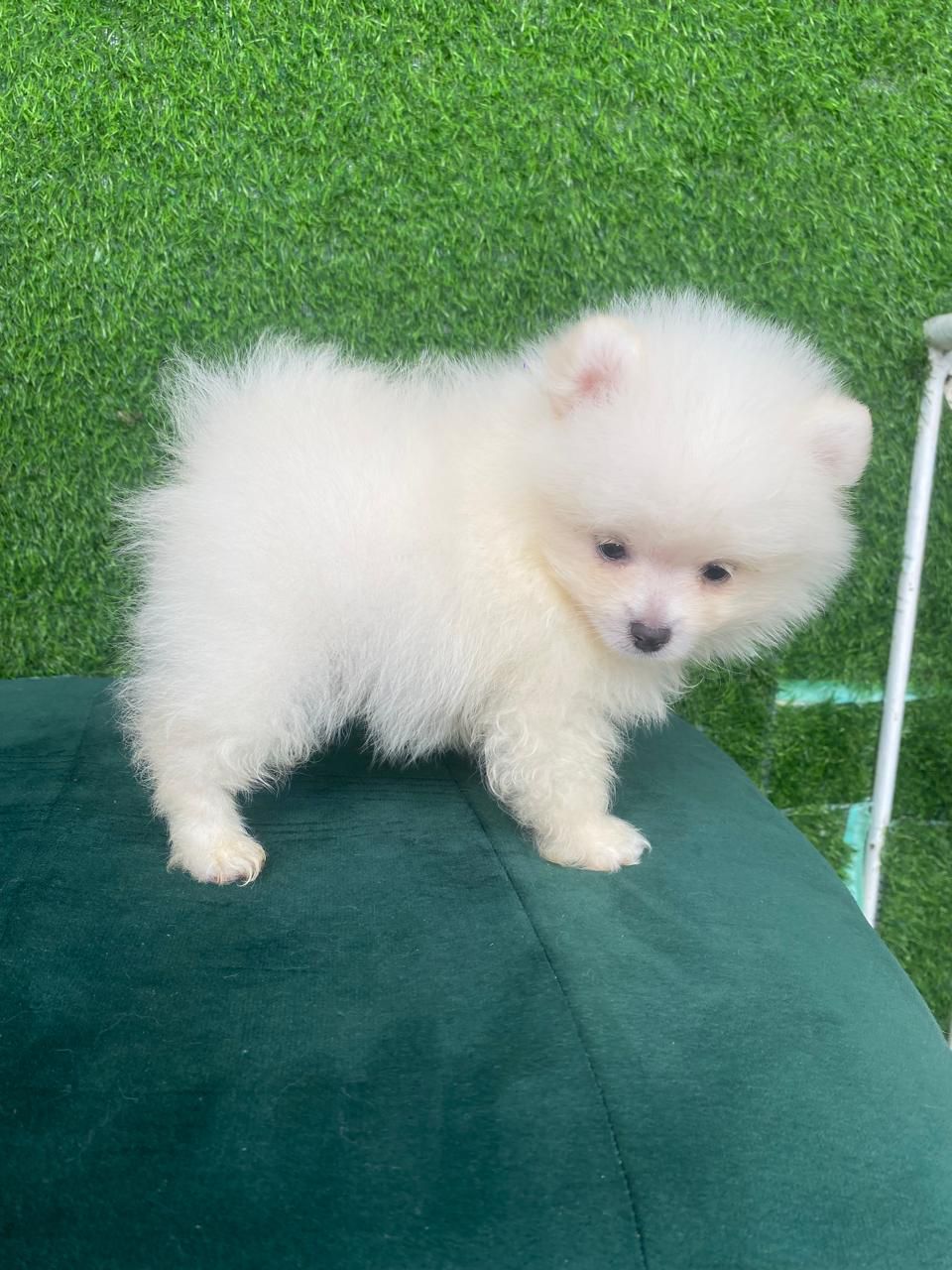 animales y mascotas - OFERTA CACHORRO POMERANIA MACHO EN SANTO DOMINGO Y
