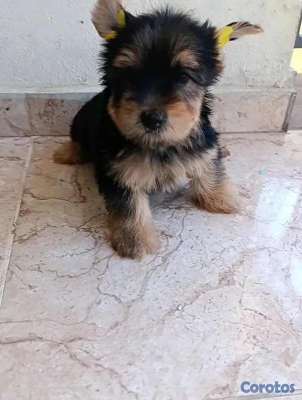 animales y mascotas - Cachorrito Yorkie Macho.  3