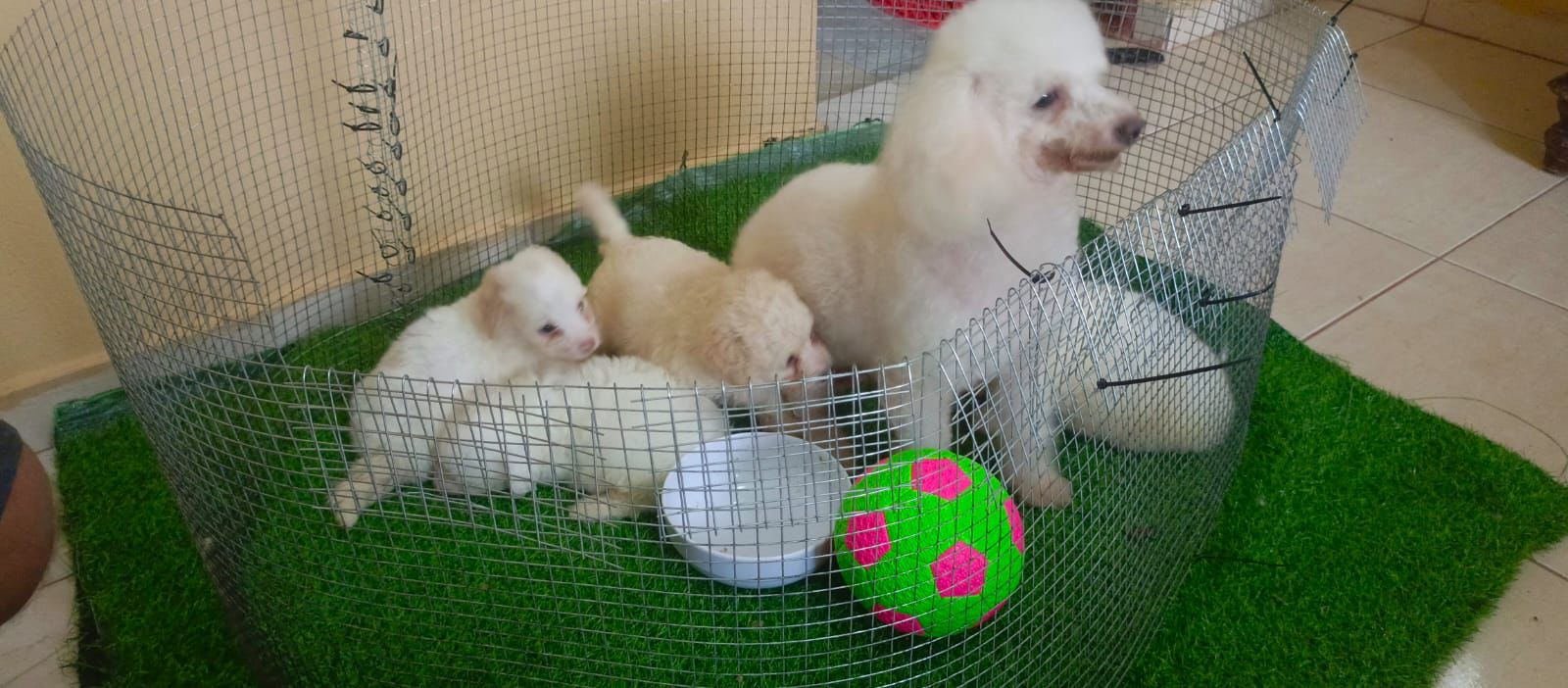 animales y mascotas - OFERTA CACHORRO POODLE MACHO EN SANTIAGO Y SE ENTR
