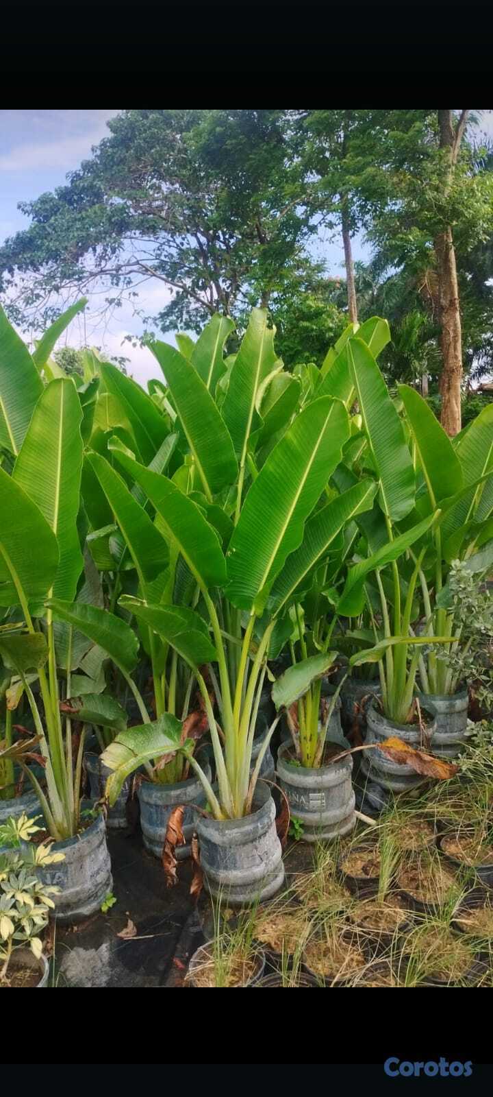 servicios profesionales - Alquiler de Plantas para Eventos 2