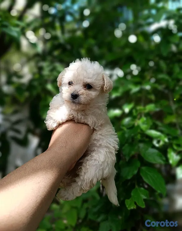 animales y mascotas - poodle toy ambos sexos  2