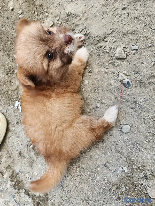animales y mascotas - Maltipoo realista  4