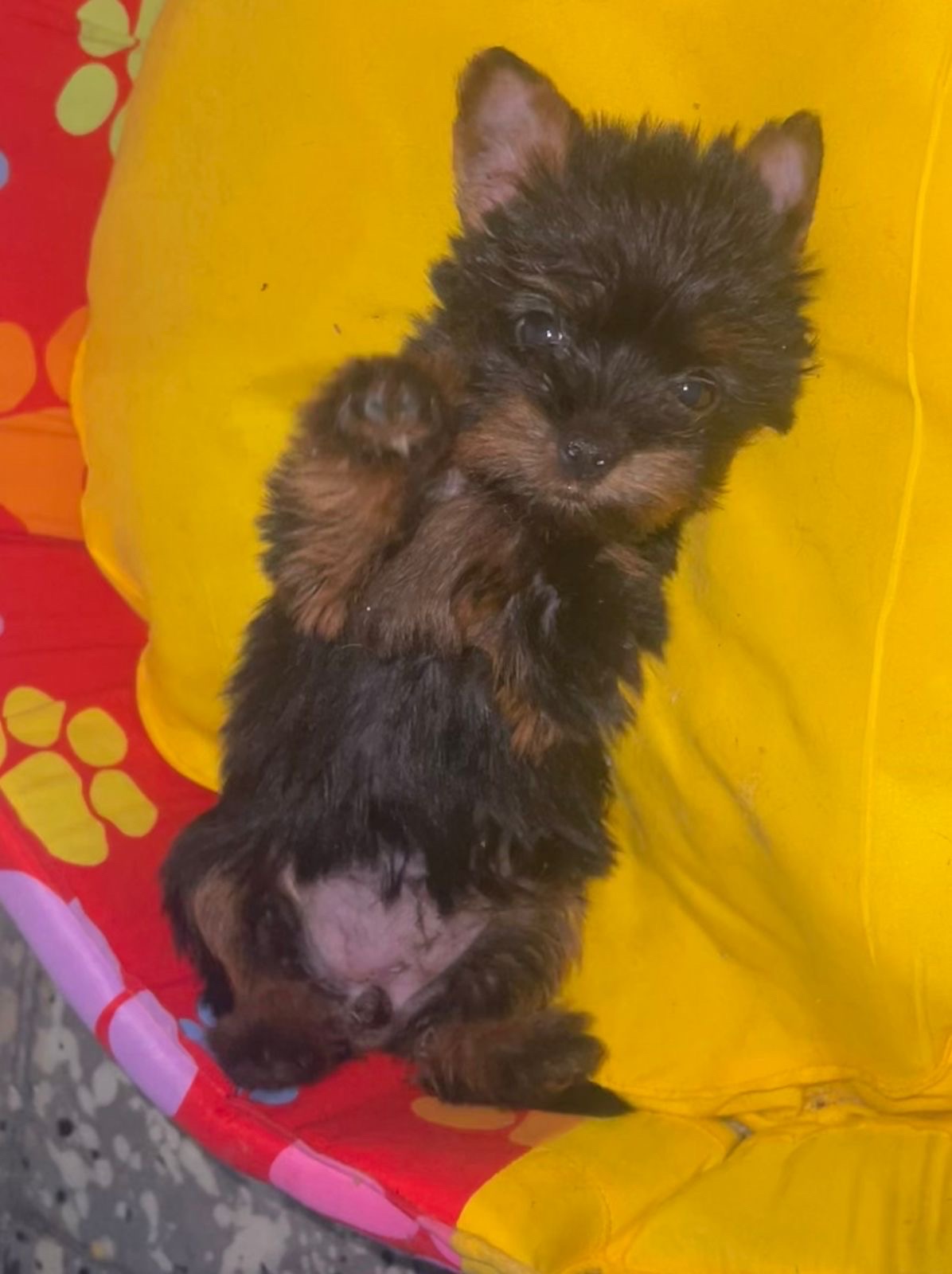 animales y mascotas - yorkie  1