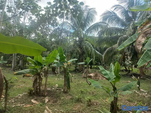 solares y terrenos - Venta finca 9