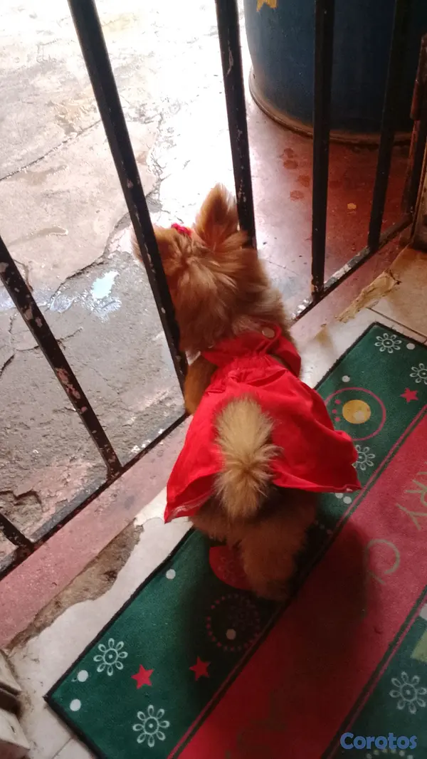 animales y mascotas - mini pomerania  3