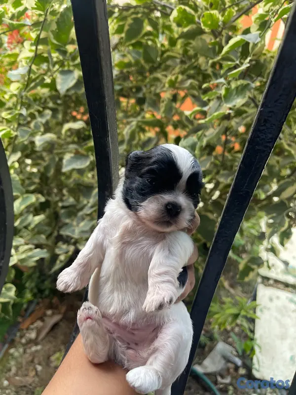 animales y mascotas - SHIHTUZ 100% PURA RAZA 2