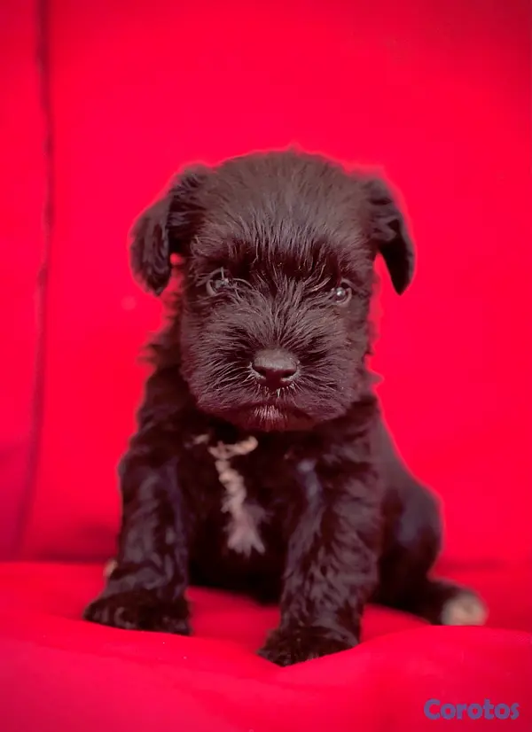 animales y mascotas - schnauzers hembras  2