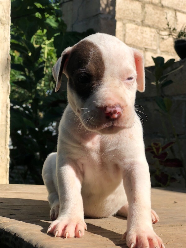 animales y mascotas - Pitbull con Dogo argentino