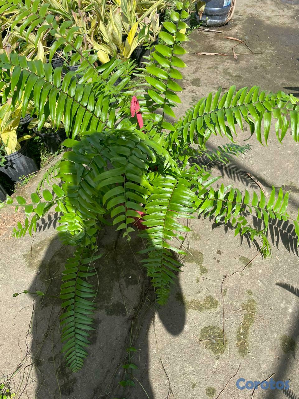 servicios profesionales - Alquiler de Plantas para Eventos 3