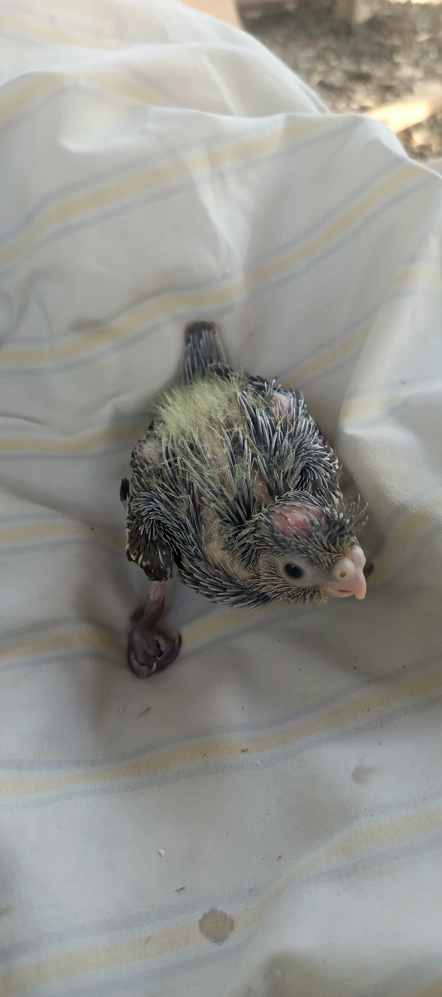 animales y mascotas - Cacatua ninfa papilleras  2