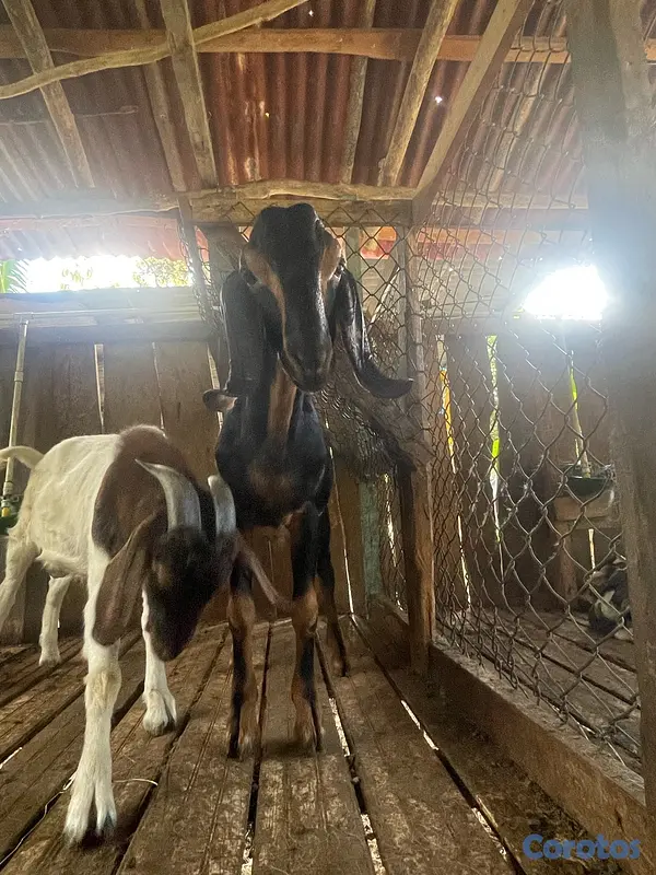 animales y mascotas - se venden pareja de chivos  2