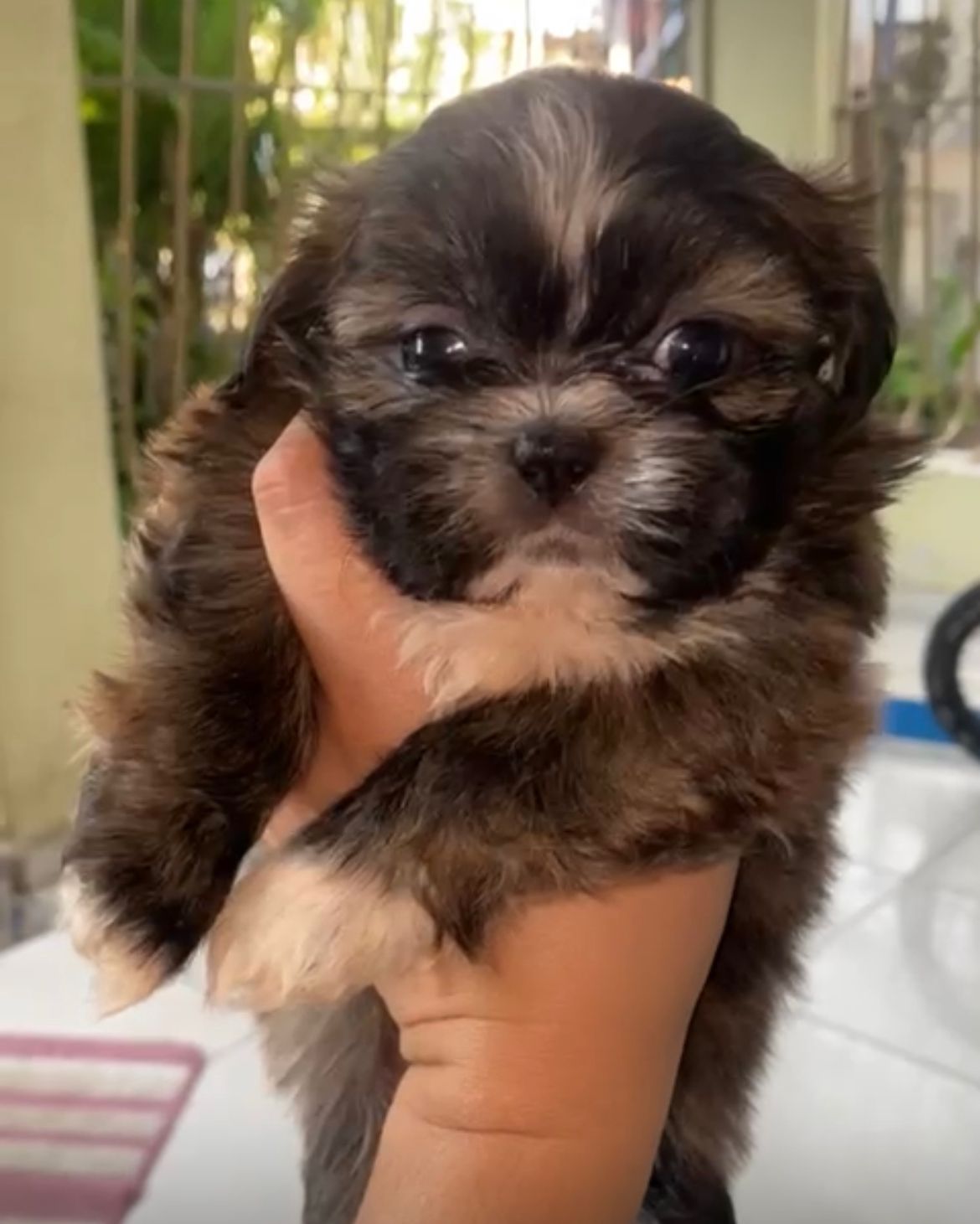 animales y mascotas - OFERTA CACHORRO SHIH TZU HEMBRA EN SANTO DOMINGO Y