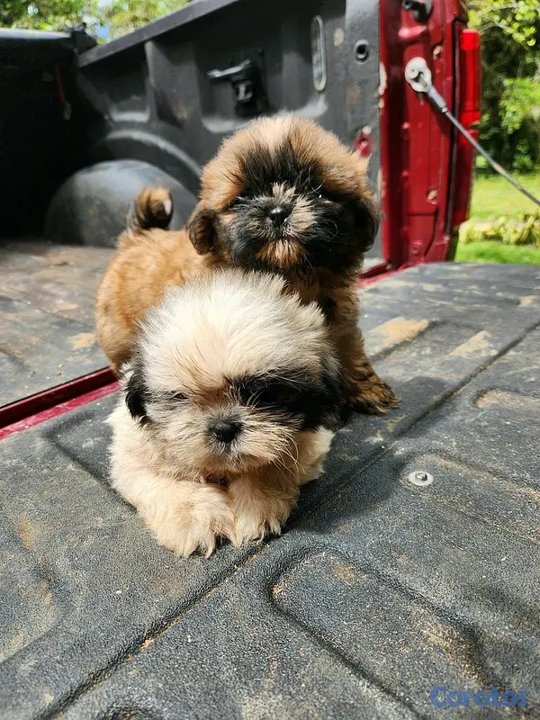 animales y mascotas - CACHORROS SHIH TZU 2