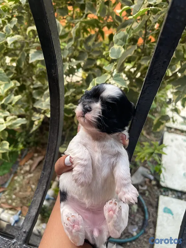 animales y mascotas - SHIHTUZ 100% PURA RAZA 3