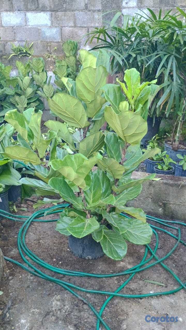 servicios profesionales - Alquiler de Plantas para Eventos 4