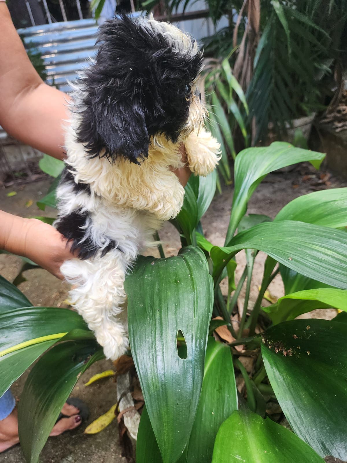 animales y mascotas - OFERTA CACHORRO SHIH TZU AMBOS SEXO EN SANTO DOMIN