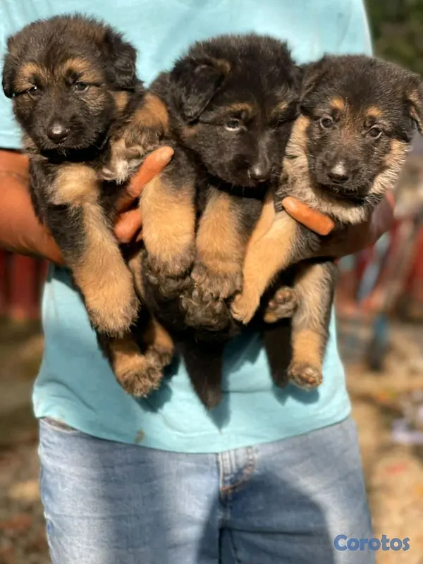 animales y mascotas - hermosos Cachorros de pastor alemán  3