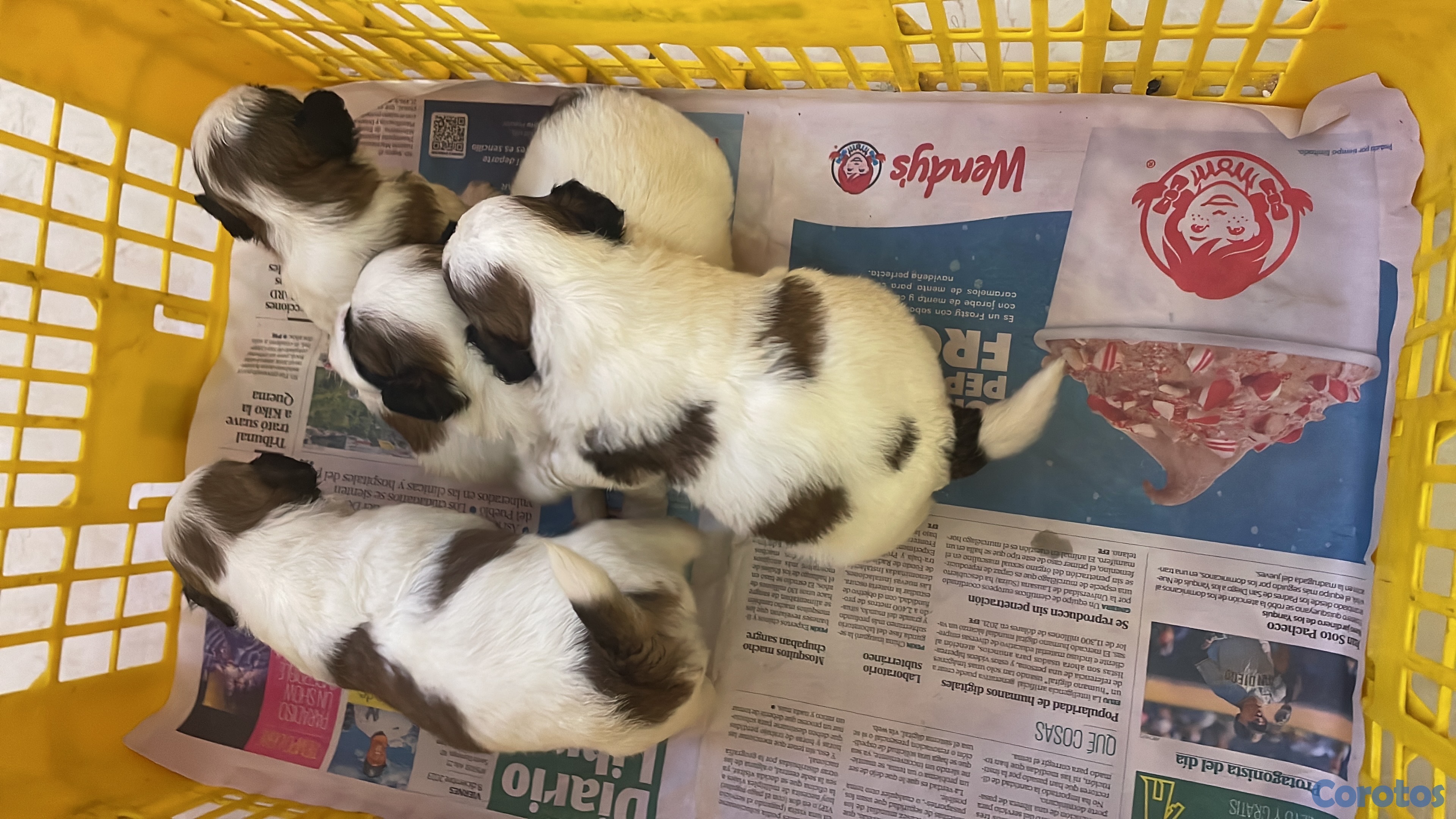 Artículos Deportivos - shipoo 2