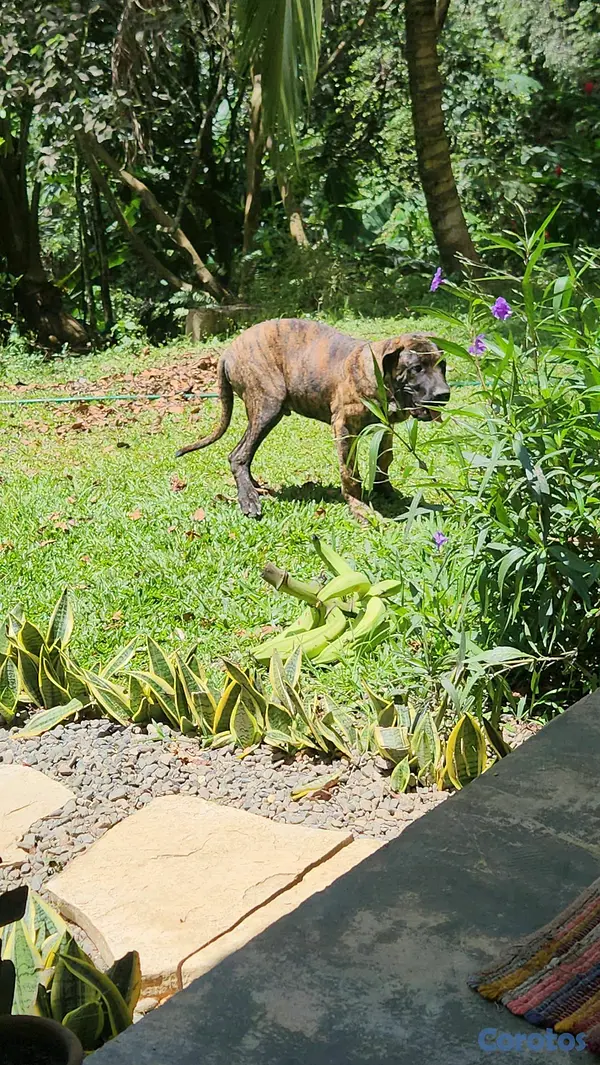 animales y mascotas - CACHORROS FILA BRASILEÑO 4