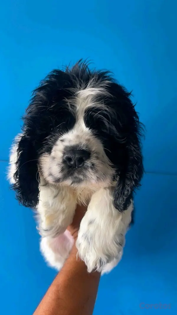 animales y mascotas - hermosos Cachorros de cocker spaniel  8