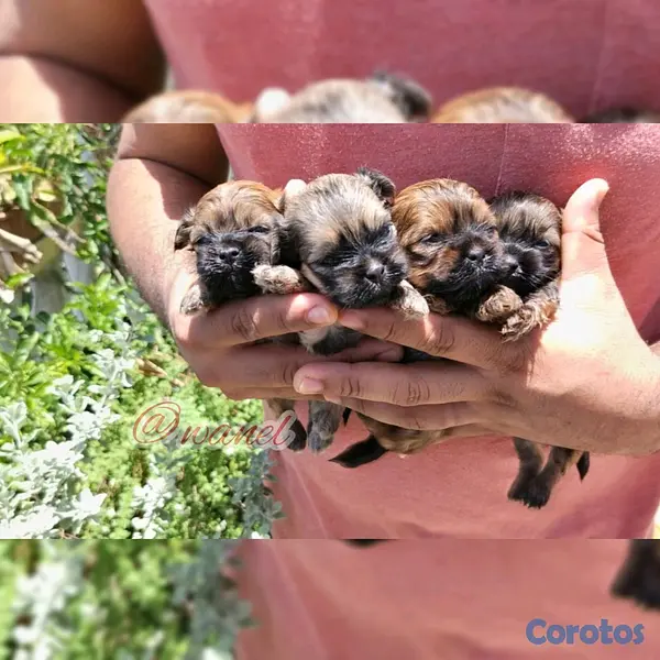 animales y mascotas - shipoo  2