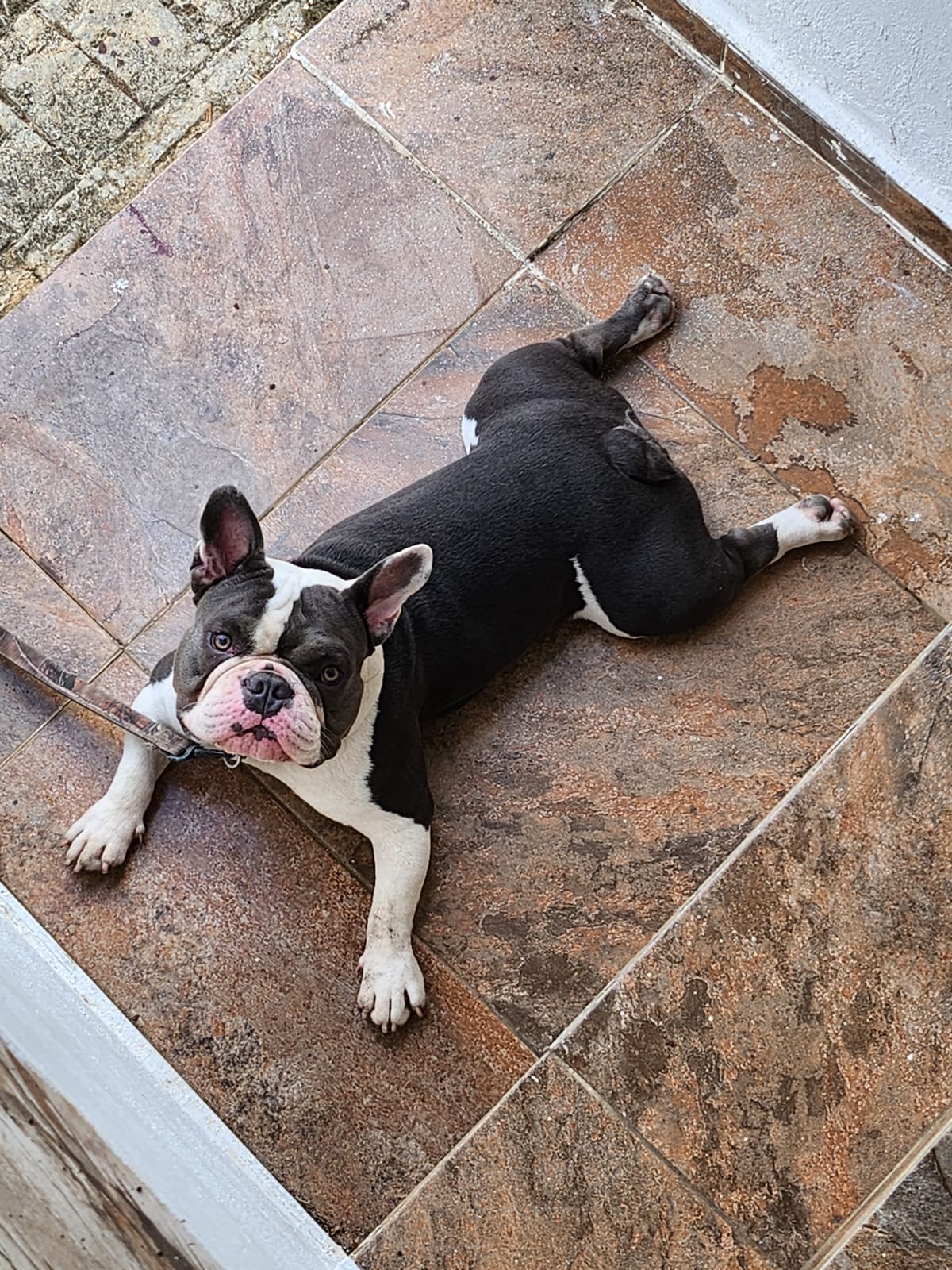 animales y mascotas - American bully Mezclado 1