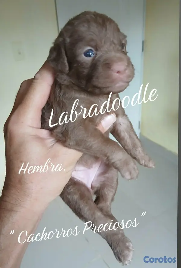 animales y mascotas - Labradoodle,Goldendoodle,Poodle,Golden Retriever,Labrador, Doodle de oportunidad 5