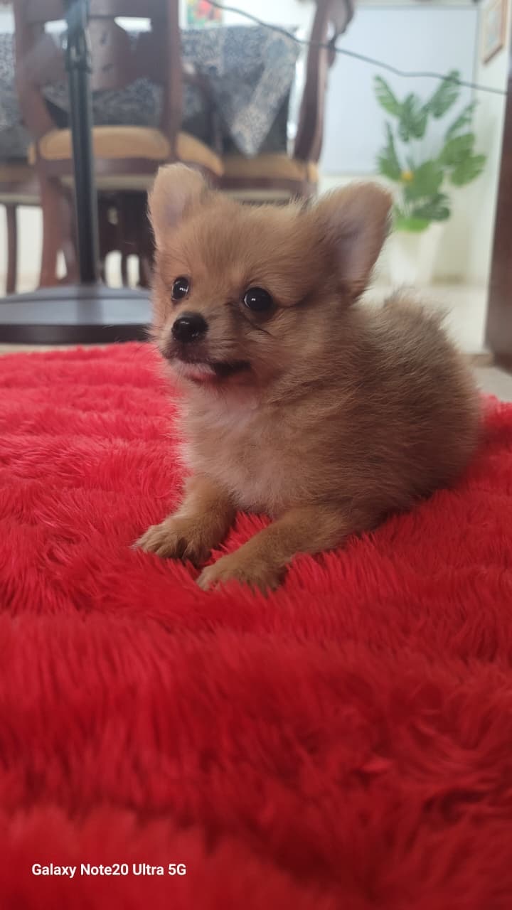 animales y mascotas - Perro Pomerania varón 