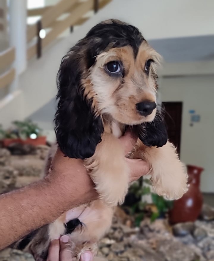 animales y mascotas - Cachorros Cocker 2