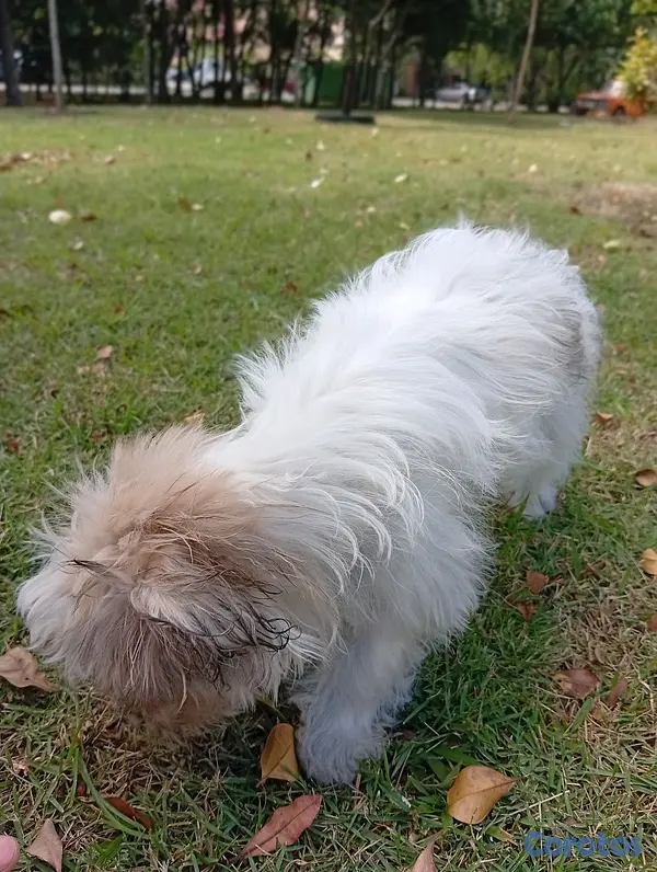 animales y mascotas - SHIPOO HEMBRA 3
